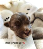 male-chocolatd