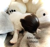 mini-male-choco-3d